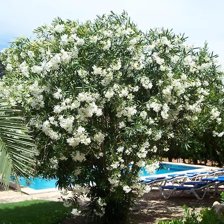 Holiday home Bosque Cala Blava (Mallorca)